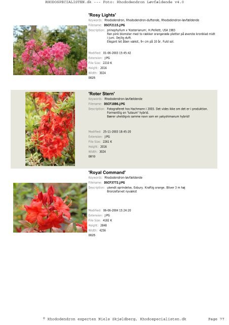 Rhododendron, løvfældende - Rhodospecialisten.dk