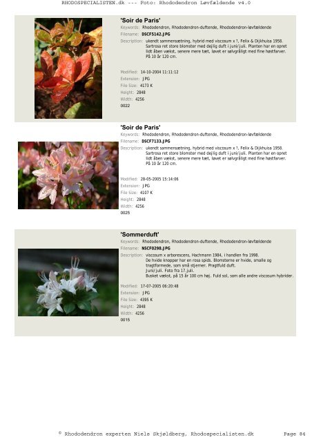 Rhododendron, løvfældende - Rhodospecialisten.dk