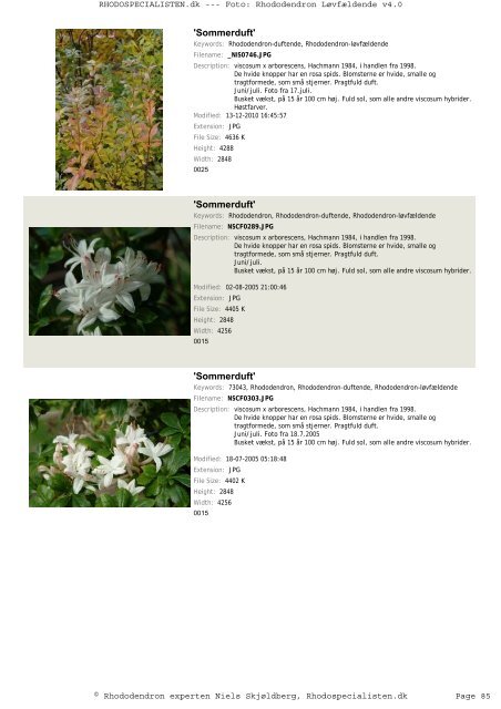 Rhododendron, løvfældende - Rhodospecialisten.dk