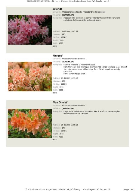 Rhododendron, løvfældende - Rhodospecialisten.dk