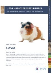 Cavia - LICG