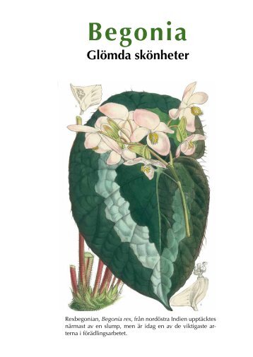 Begonia - Göteborgs botaniska trädgård