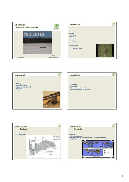 Cursus vleermuizen herkennen en inventarisatie - Gemeente ...