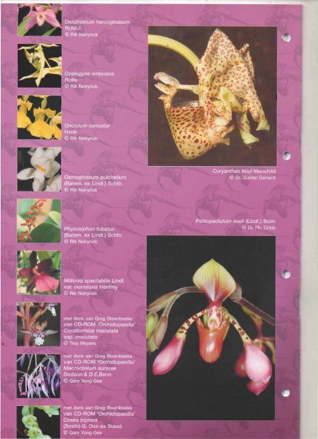2003 - 1 - Orchideeën Vereniging Vlaanderen