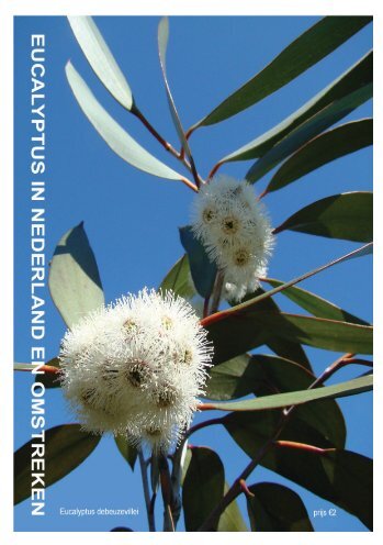 Planten - Eucalyptuskwekerij Koala