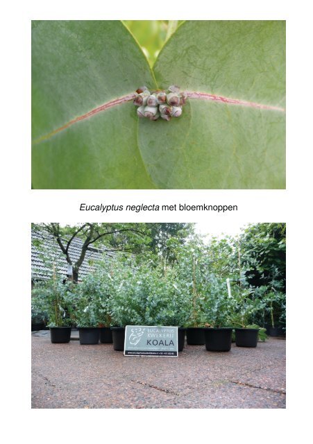 Planten - Eucalyptuskwekerij Koala