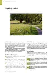 Ängsvegetation - Veg Tech