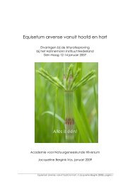 Equisetum arvense vanuit hoofd en hart Alles is één! - Hahnemann ...