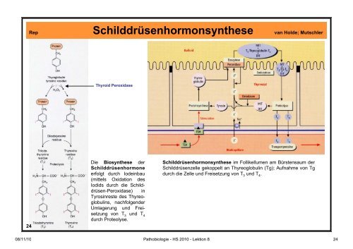 Pathobiologie/Pathobiochemie Teil 2 Lektion 8 8.11.10 ... - Alex Eberle