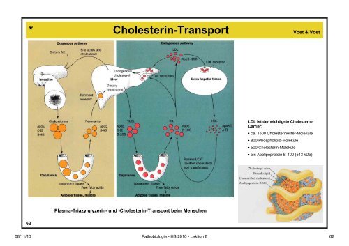 Pathobiologie/Pathobiochemie Teil 2 Lektion 8 8.11.10 ... - Alex Eberle