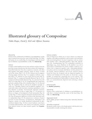 Illustrated glossary of Compositae