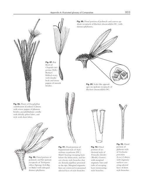 Illustrated glossary of Compositae