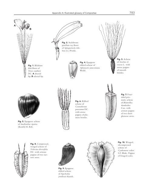 Illustrated glossary of Compositae