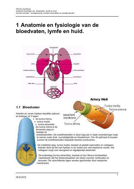 Theorie wondzorg