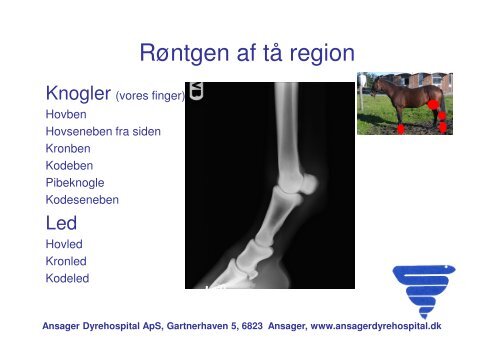 Handelsundersøgelse problemstillinger.pdf - Ansager Dyrehospital ...