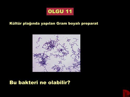 Mikrobiyoloji Pratiği - Düzen Laboratuvarlar Grubu