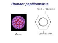 Humant papillomvirus - SFOG