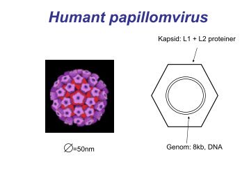 Humant papillomvirus - SFOG