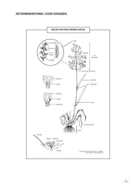 determineertabel grassen - V.O.B.