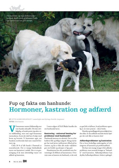 Fup og fakta om hanhunde - Dyrekassen Danmark