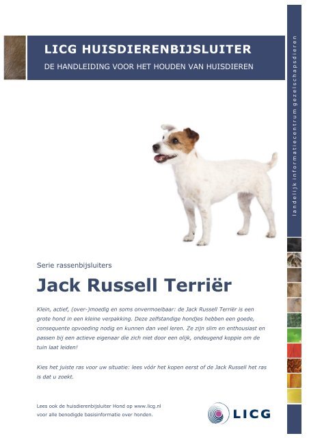 Jack Russel - LICG