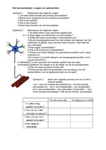 Het zenuwstelsel: vragen en opdrachten