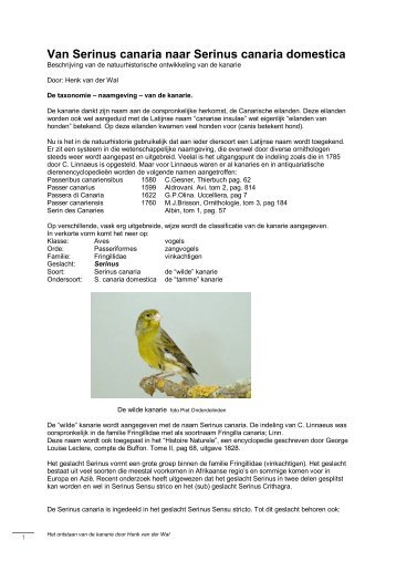 Van Serinus canaria naar Serinus canaria domestica