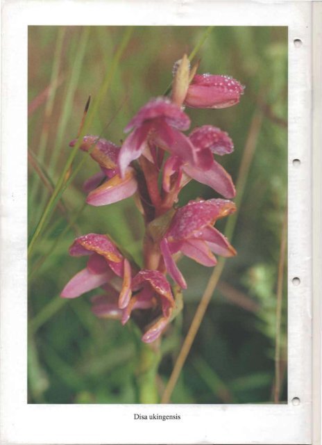 1994 - 4 - Orchideeën Vereniging Vlaanderen