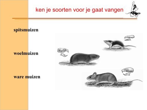 Wild van Zoogdieren - Stichting ANIMO