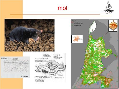 Wild van Zoogdieren - Stichting ANIMO