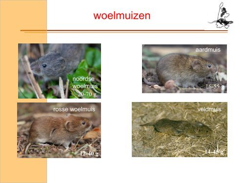 Wild van Zoogdieren - Stichting ANIMO