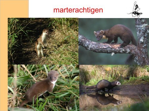 Wild van Zoogdieren - Stichting ANIMO