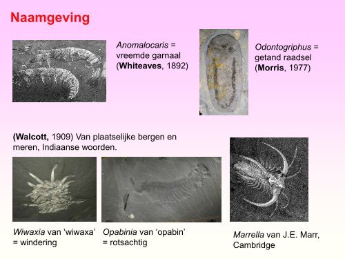 Burgess Shale.pdf - GEA Kring Rijnland