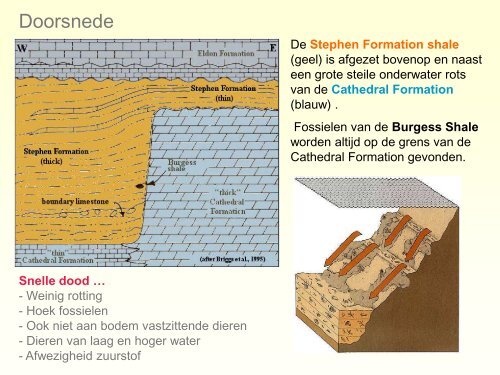 Burgess Shale.pdf - GEA Kring Rijnland