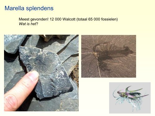 Burgess Shale.pdf - GEA Kring Rijnland