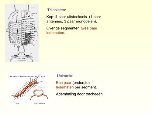 Burgess Shale.pdf - GEA Kring Rijnland