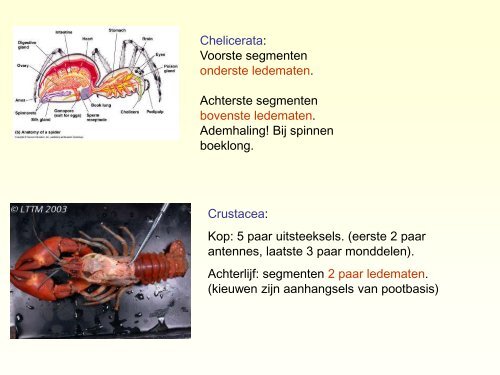 Burgess Shale.pdf - GEA Kring Rijnland