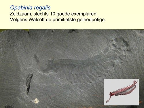 Burgess Shale.pdf - GEA Kring Rijnland