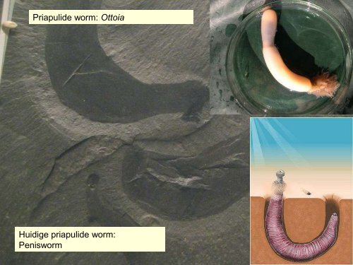 Burgess Shale.pdf - GEA Kring Rijnland