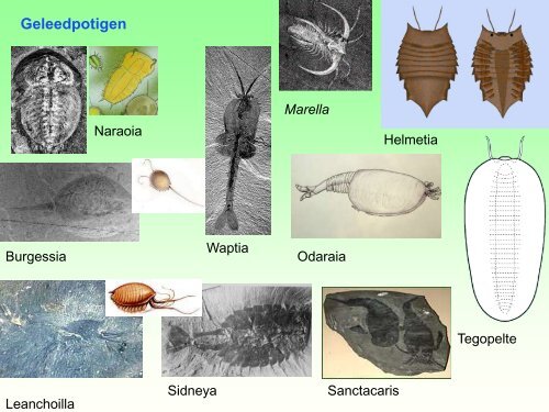 Burgess Shale.pdf - GEA Kring Rijnland