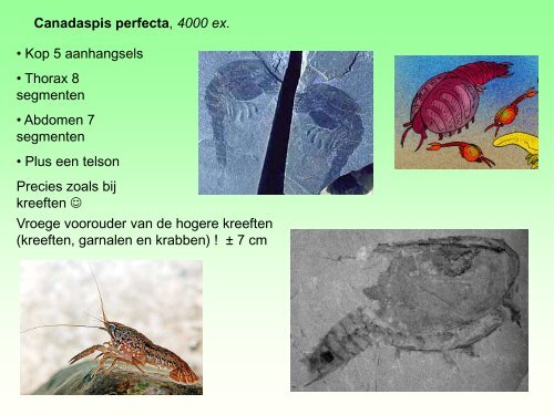 Burgess Shale.pdf - GEA Kring Rijnland