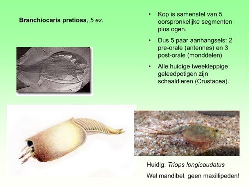 Burgess Shale.pdf - GEA Kring Rijnland