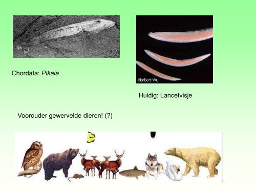 Burgess Shale.pdf - GEA Kring Rijnland