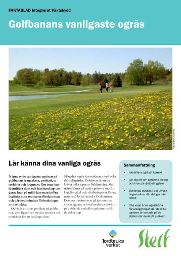 Golfbanans vanligaste ogräs - STERF - Golf.se