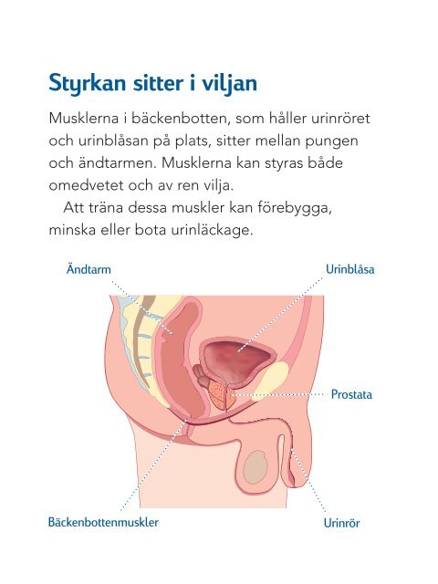 Bäckenbottensträningsprogram - Tena