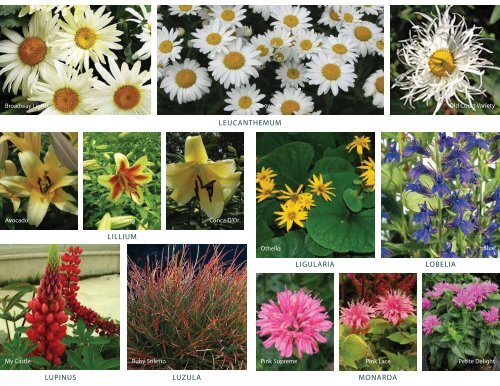 2012 PERENNIALS CATALOG - Cheshire Nursery