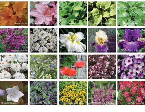 2012 PERENNIALS CATALOG - Cheshire Nursery