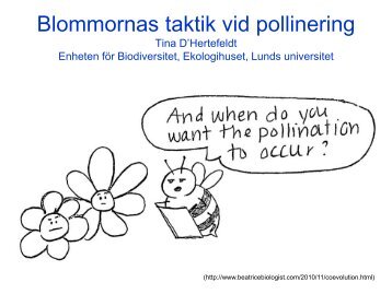 Blommor och bin
