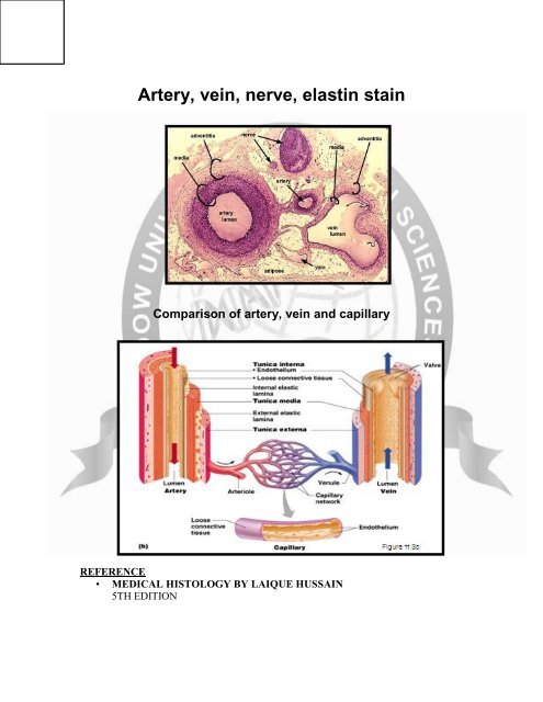 HISTO Histology of blood vessels