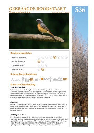 Gekraagde Roodstaart - Regionaal Landschap Groene Corridor ...